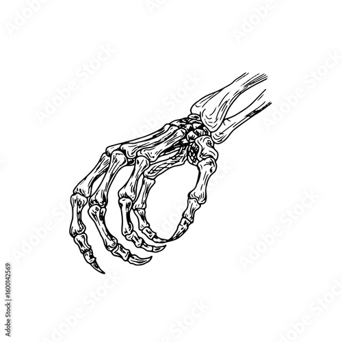 Skeletal fingers with claws clenched, black and white sketch. Vector illustration. Dead man's hand with bony fingers, isolated on white background. for tattoo, T-shirt prints, stickers, greeting cards