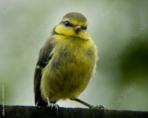 Ταπετσαρία Close-up of a juvenile blue tit perched on a wooden fence, facing forward with fluffed yellow feathers and a soft greenish background
