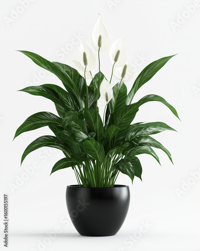 plant in a pot