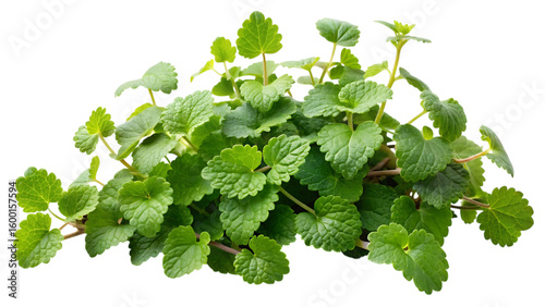 Fresh green glechoma hederacea ground ivy sprigs