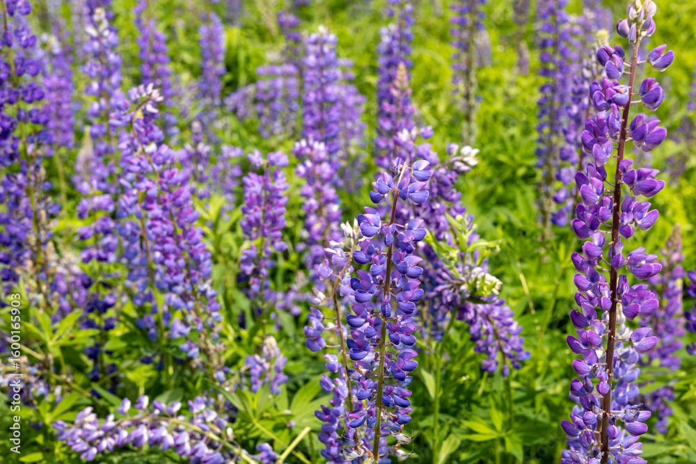 Obraz premium Purple lupines flourish in a sunlit field during spring, creating a lively display of color and texture in the landscape