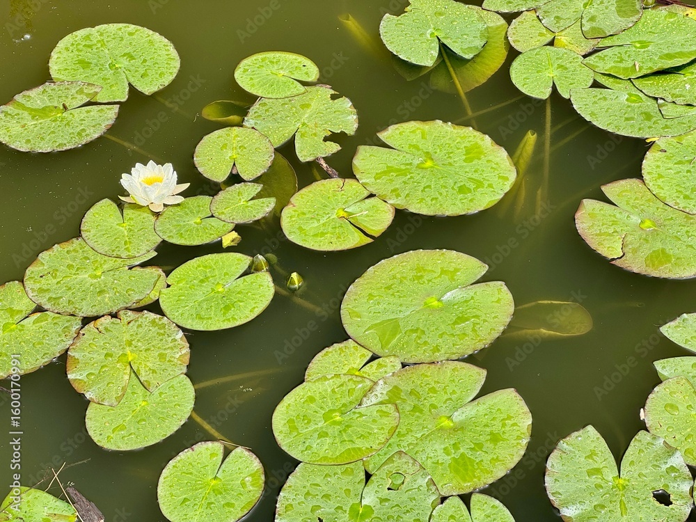water lilies or lotus in the pond water lilies or lotus in the pond
