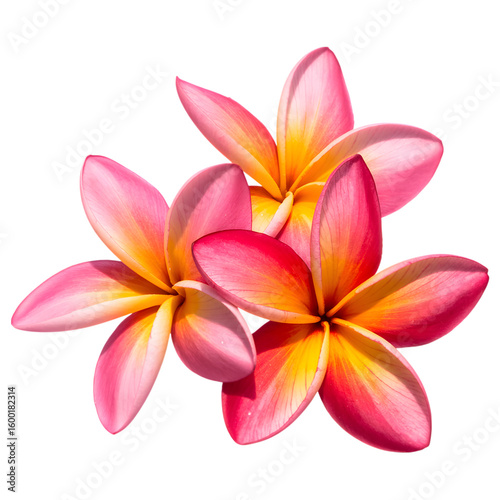 Stunning Plumeria Blooms Vibrant Pink and Yellow Flowers isolated on transparent background