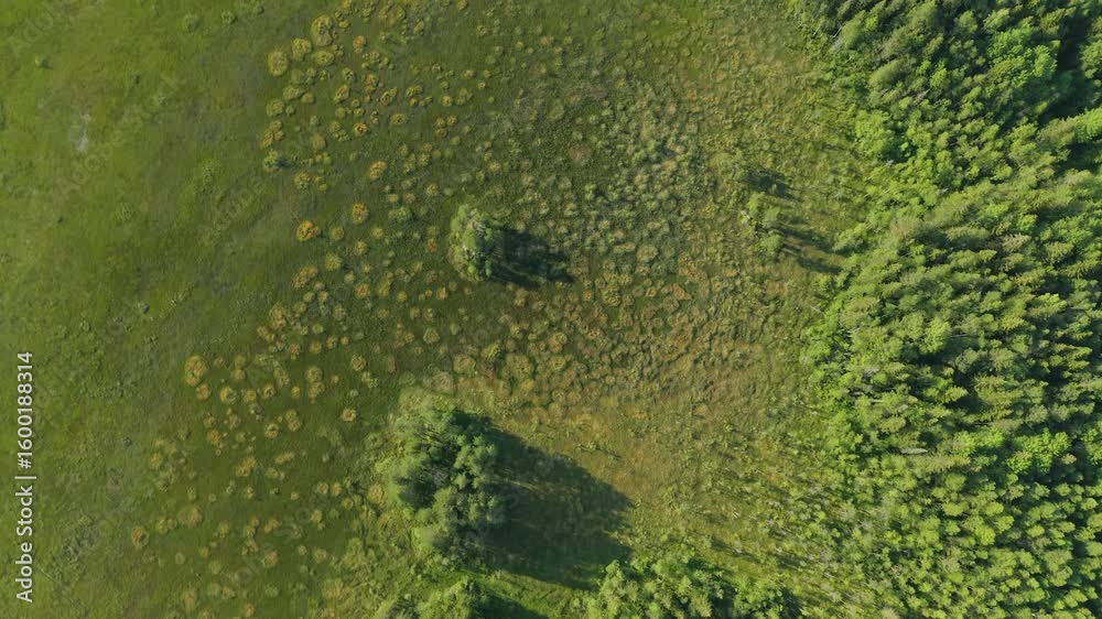 Aerial drone view of a green swamp with unique round patterns and scattered trees, bordering a dense forest. Sunny summer landscape, rich natural textures and contrasting vegetation. Aerial drone view of a green swamp with unique round patterns and scattered trees, bordering a dense forest. Sunny summer landscape, rich natural textures and contrasting vegetation.