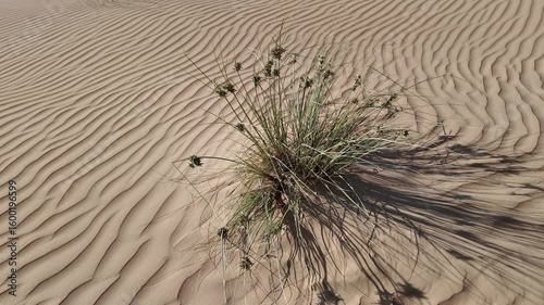 UAE desert in the morning with shrubs on the sand dunes
