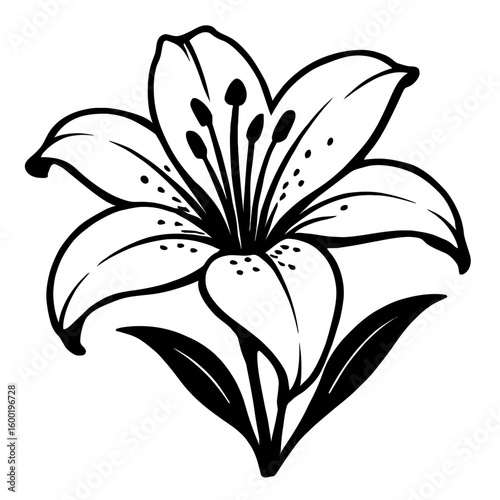 Lily Flower Plant. A detailed line drawing of a lily with a blooming flower and leaves, symbolizing beauty and purity.