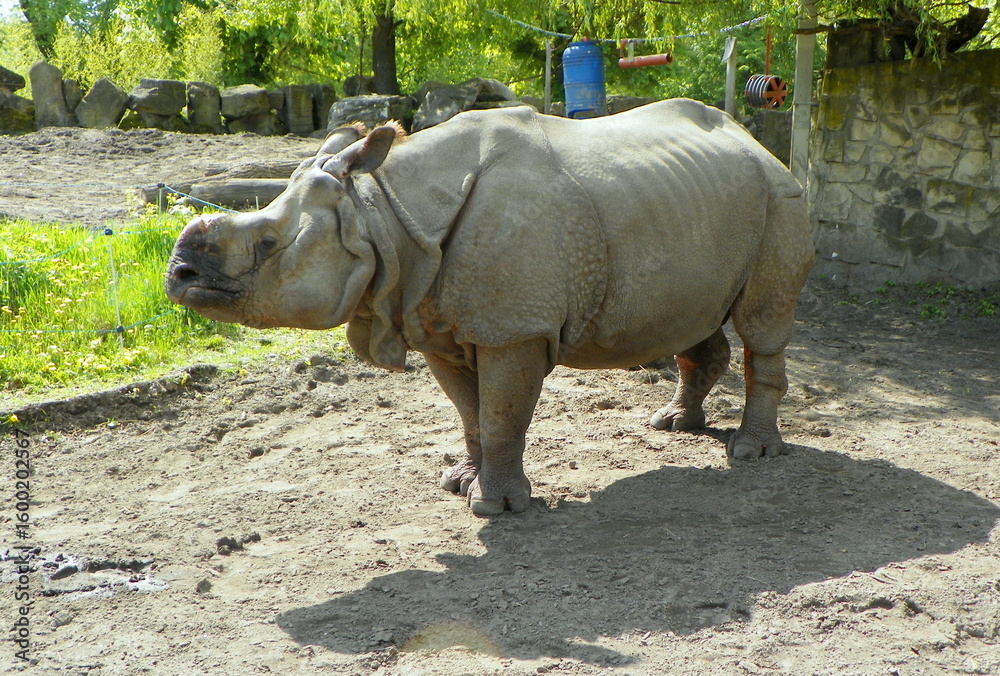 Naklejka premium Poland, Warsaw, Ratuszowa 1/3, Warsaw Zoological Garden (Warsaw Zoo), Indian rhinoceros