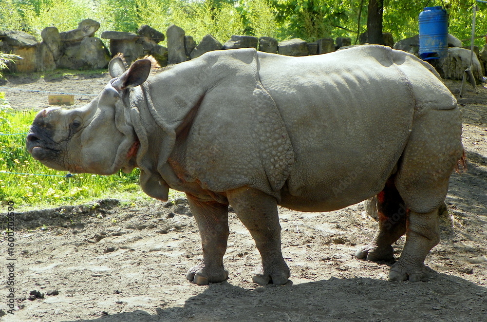 Fototapeta premium Poland, Warsaw, Ratuszowa 1/3, Warsaw Zoological Garden (Warsaw Zoo), Indian rhinoceros