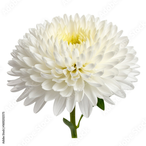 Wallpaper Mural Side Angle of Rice Button Aster with Petal Texture Visible, White Background  Torontodigital.ca