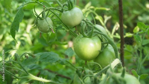 Tomatoes are ripening in the greenhouse. A month of moderate rain and sun will give an excellent harvest.