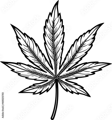 Cannabis leaf illustration detailed black and white line art, botanical drawing of marijuana plant foliage