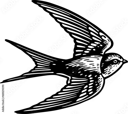 Flying swallow bird illustration in vintage black and white hand drawn avian wildlife art with open wings