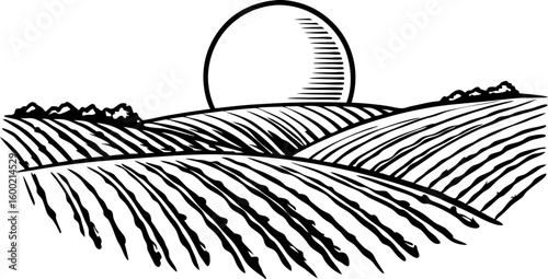 Rolling farmland landscape with sunrise agricultural field, rural hills and harvest concept in black and white drawing