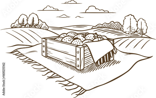 Fresh potatoes in wooden crate on rural field harvested vegetables, countryside landscape, organic farming