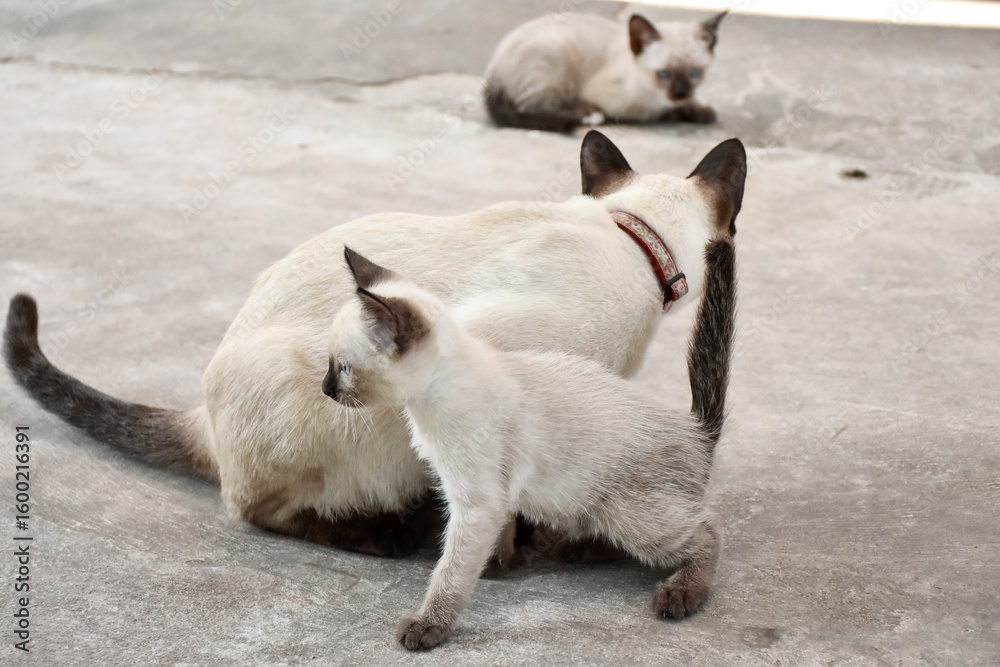 Fototapeta premium Beautiful adorable old style siamese blue point shorthaired cat, thai cat with amazing blue eyes.