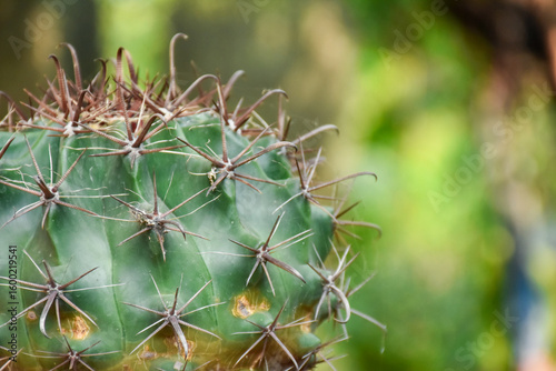 Wallpaper Mural Little cactus on small pot, plant for decoration. Beautiful blooming cactus, selective focus blurred green nature background. Hobby during work from home concept.	
 Torontodigital.ca