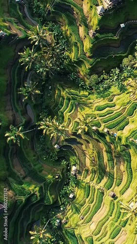 Aerial View of Lush Green Rice Fields