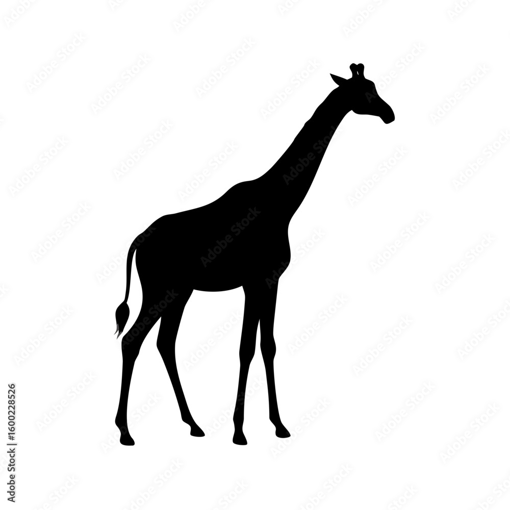 Fototapeta premium Giraffe Animal Silhouette