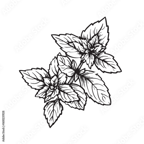 Botanical illustration of mint leaves for design projects