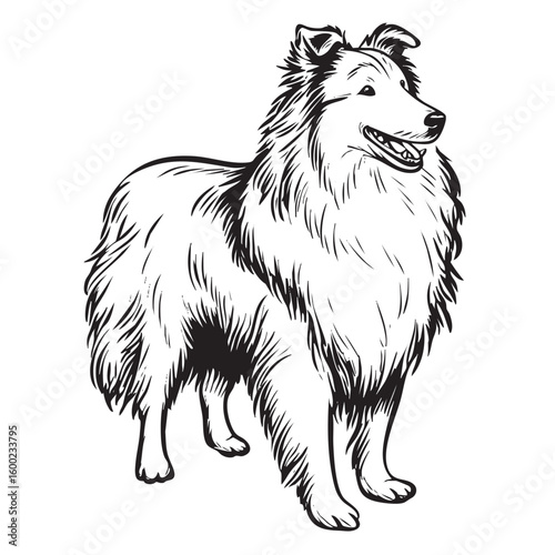 Happy collie standing proudly in a friendly pose