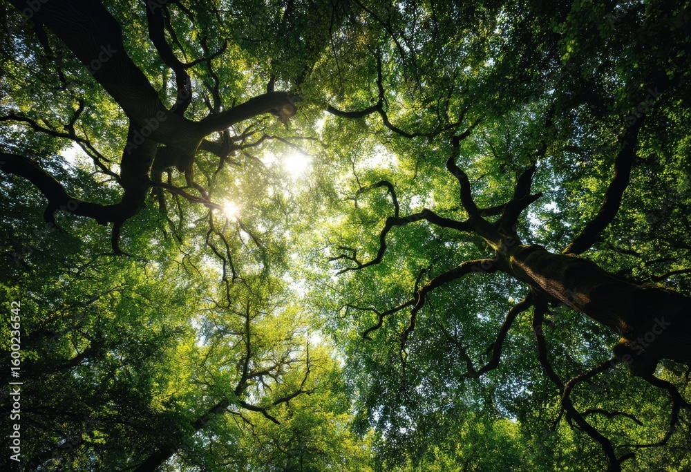 Fototapeta premium The sun is brightly shining through the trees in the vibrant forest