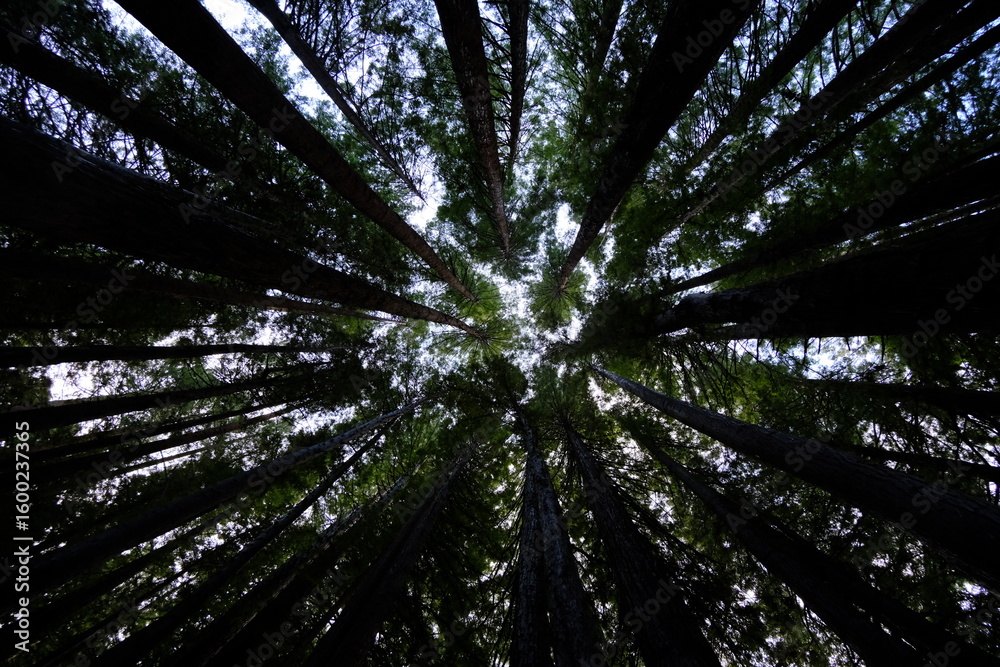 Obraz premium The skyline