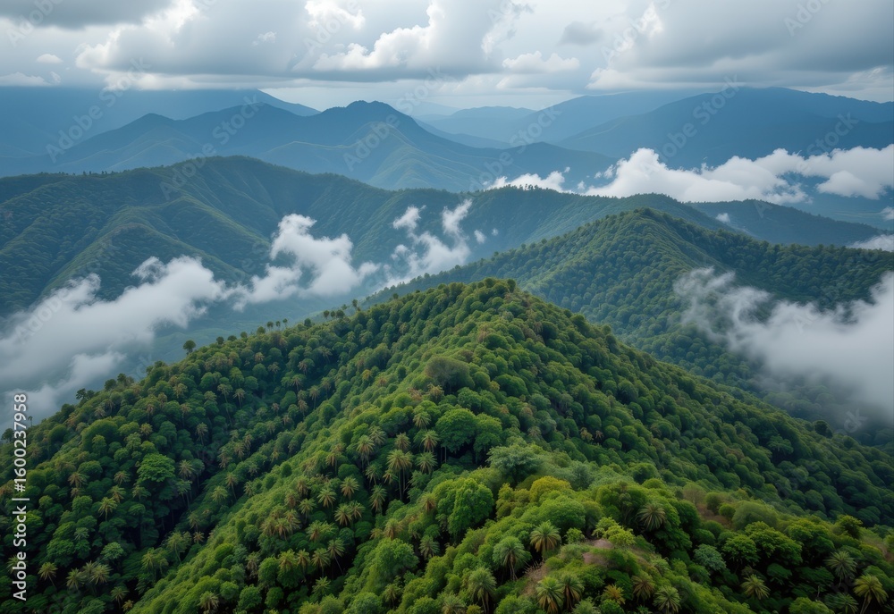 Fototapeta premium tropical rainforest disappearing and being replaced with palm plantation showing co2 imbalance
