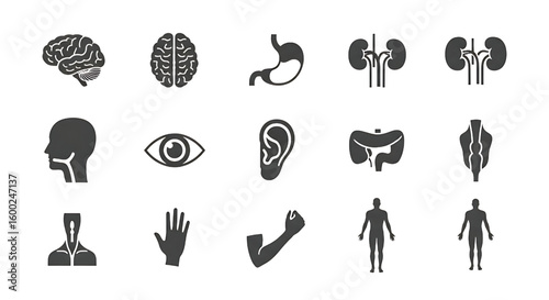 Human anatomy icons brain stomach kidneys eye ear intestines leg arm torso human body organs
