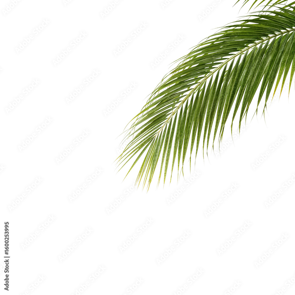 Fototapeta premium Isolated vibrant palm frond against a featureless void with transparent surrounding ensuring
