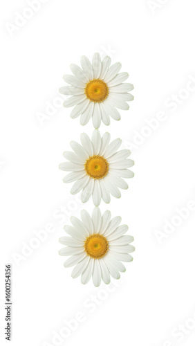 Wallpaper Mural Elegant vertical composition of three pristine daisies against an inky infinite setting Torontodigital.ca