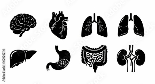 Human Organ and Anatomy Glyph Icon Set – Vector Brain, Heart, Lungs, Liver, Stomach, Kidney Silhouettes