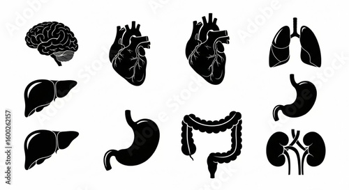 Human Organ and Anatomy Glyph Icon Set – Vector Brain, Heart, Lungs, Liver, Stomach, Kidney Silhouettes