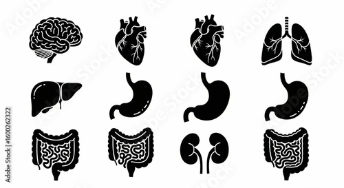 Human Organ and Anatomy Glyph Icon Set – Vector Brain, Heart, Lungs, Liver, Stomach, Kidney Silhouettes