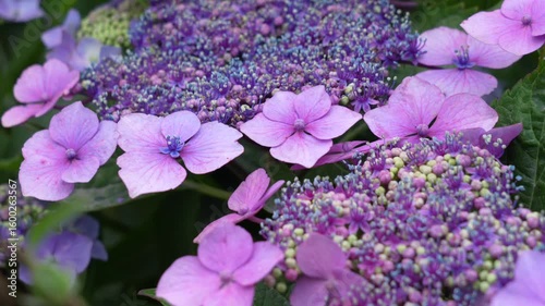 A beautiful purple mophead hydrangea flower that is starting to bloom.