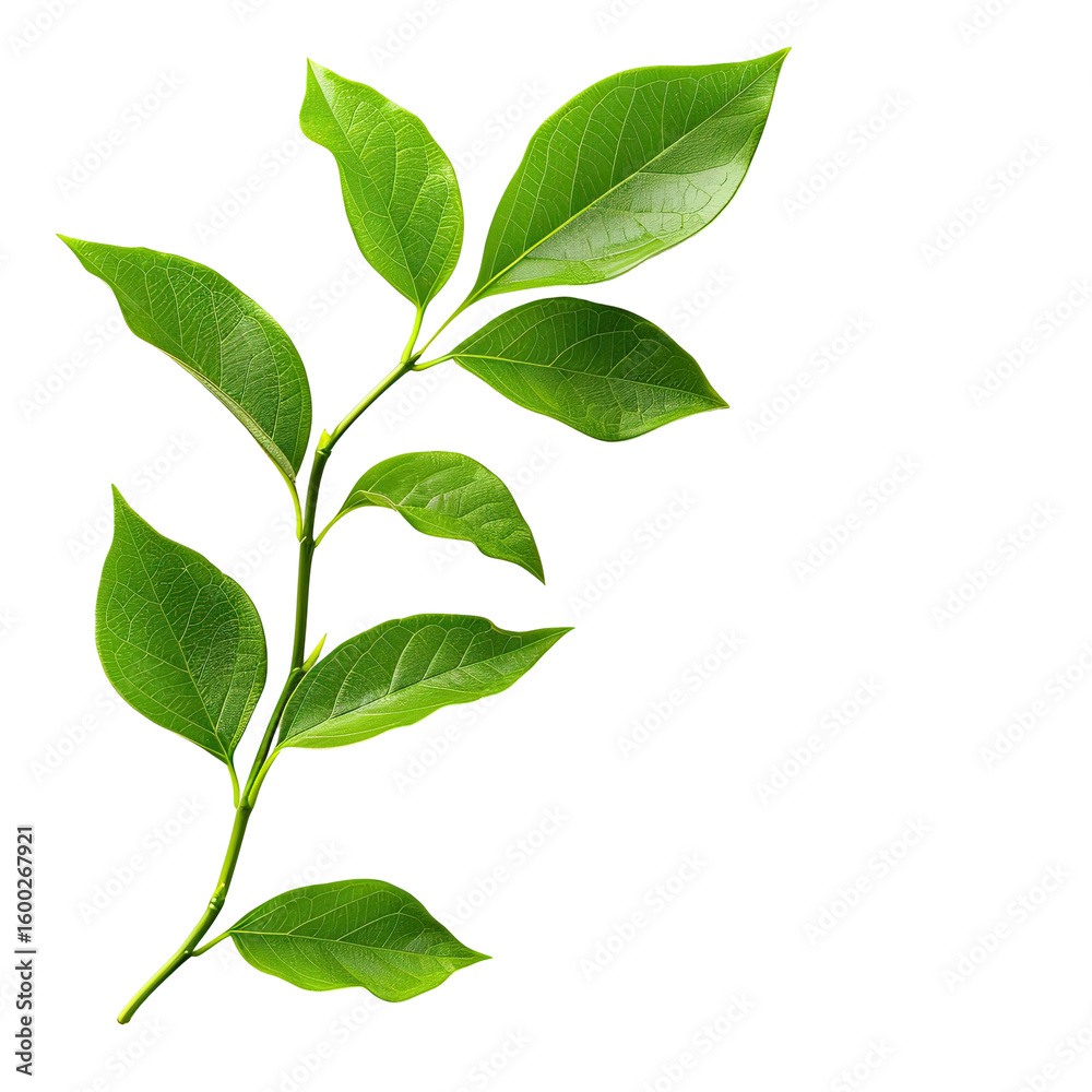 Fototapeta premium Close-up of a vibrant green leafy branch