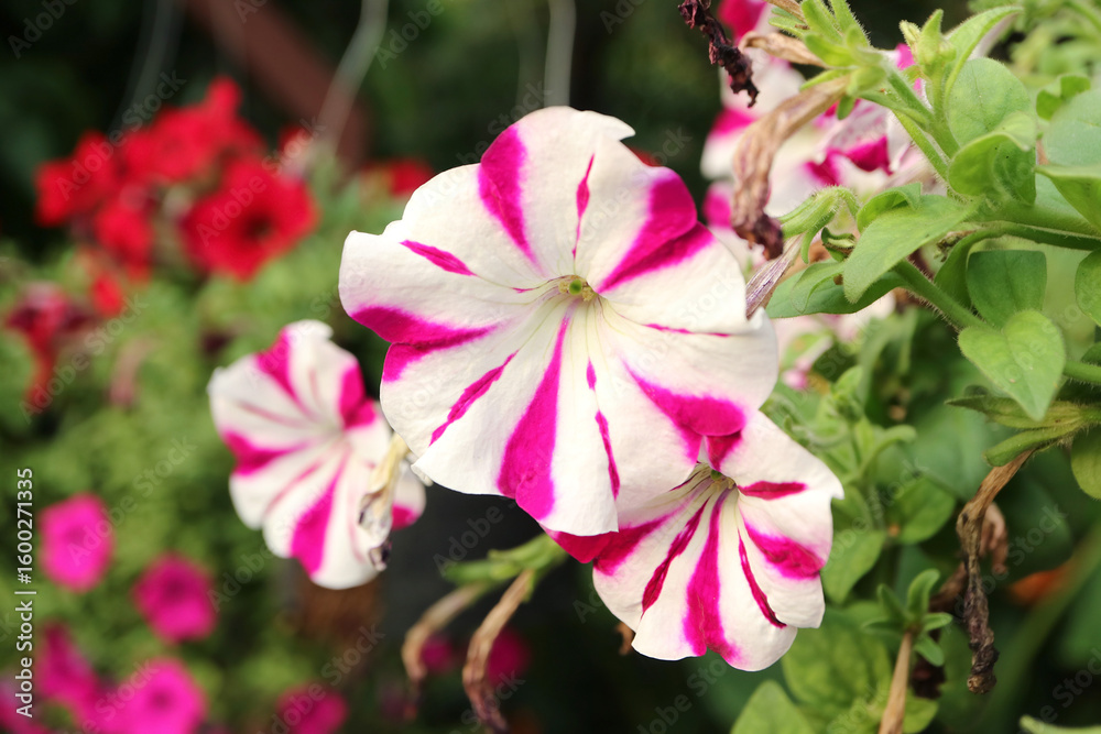 Fototapeta premium Stunning Magenta and White Bicolor Petunias Blooming in the Garden