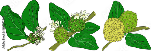 Detailed colored noni fruits,Indian mulberry, great morinda. High quality, versatile vector illustrations.	