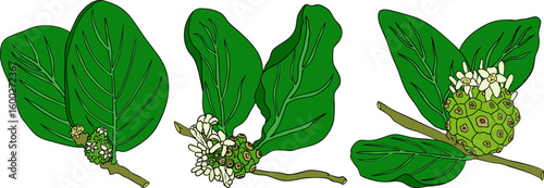 Detailed colored noni fruits,Indian mulberry, great morinda. High quality, versatile vector illustrations.	