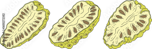 Detailed colored noni fruits,Indian mulberry, great morinda. High quality, versatile vector illustrations.	