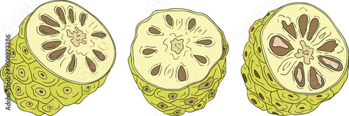 Detailed colored noni fruits,Indian mulberry, great morinda. High quality, versatile vector illustrations.	