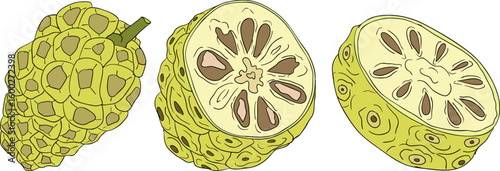 Detailed colored noni fruits,Indian mulberry, great morinda. High quality, versatile vector illustrations.	
