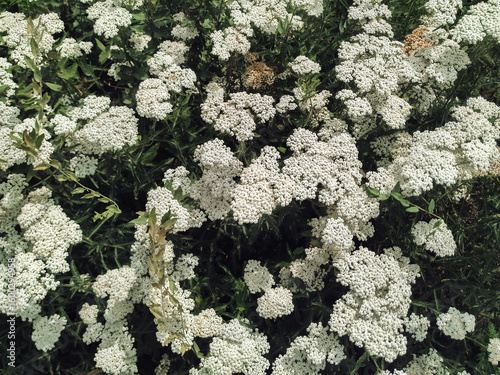Yarrow flower on a green background. Medicinal plants concept.