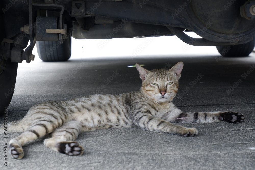 Naklejka premium Relaxed Tabby Cat Resting Underneath a Vehicle in Urban Setting