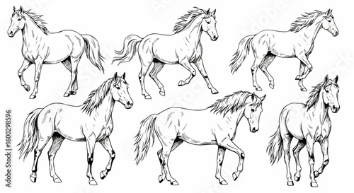 Group of horse sketches with flowing manes evokes hand drawn illustration. Graceful horse sketches show different poses and gaits, conveying artistic movement.
