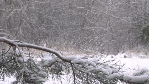 Snow falls and covers the branches of pine trees and shrubs in January.