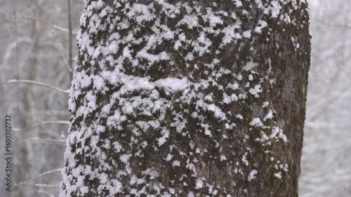 Tree bark against the backdrop of snow.