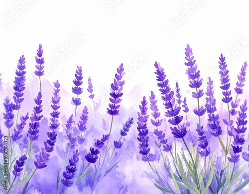 Close-up of vibrant purple lavender flowers blooming in a summer garden, set against a soft, natural background