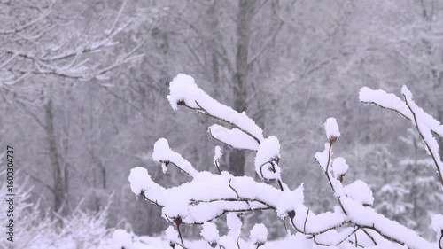 A branch of rosehip covered in snow against a blurred background of trees.