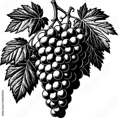 vector rich vine ripe bunch of grapes with leaves product design engraving