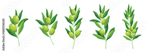 Set of fresh green olives in cartoon style. Vector illustration of beautiful branches with olives, leaves of different shapes and sizes, isolated on white background. Branches with fruits. Olive oil.